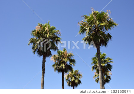 Palm trees and blue sky, Washington palms Lined up palm trees Palm trees and blue sky, Washington palms Lined up palm trees 102160974