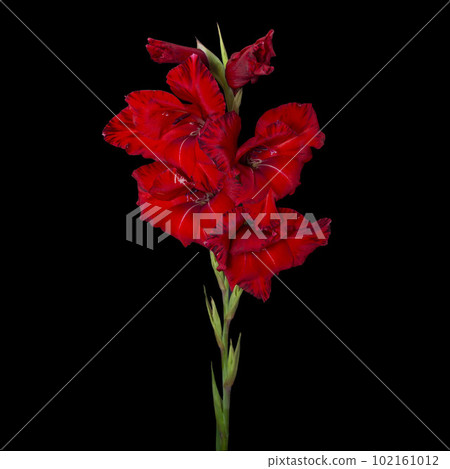 Red iris flower isolated on black background Red iris flower isolated on black background 102161012