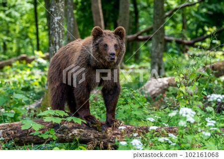 Wild Brown Bear in the summer forest. Animal in natural habitat. Wildlife scene 102161068