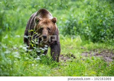 Wild Brown Bear in the summer forest. Animal in natural habitat. Wildlife scene 102161069