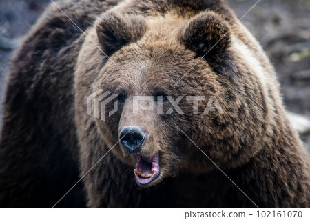 Wild adult Brown Bear (Ursus Arctos) in the spring forest 102161070
