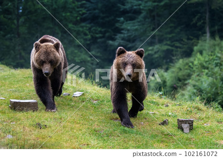 Wild Brown Bear in the summer forest. Animal in natural habitat. Wildlife scene 102161072