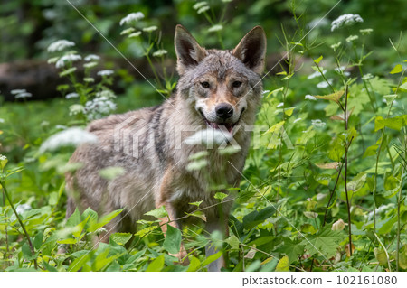 Wolf portrait in summer forest. Wildlife scene from nature Wolf portrait in summer forest. Wildlife scene from nature 102161080