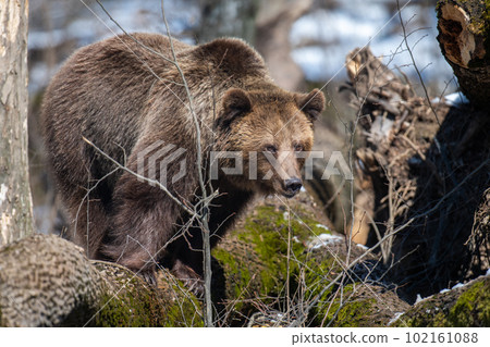 Wild adult Brown Bear (Ursus Arctos) in the spring forest Wild adult Brown Bear (Ursus Arctos) in the spring forest 102161088