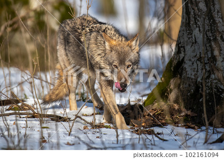 Wolf in the forest up close. Wild animal in the natural habitat Wolf in the forest up close. Wild animal in the natural habitat 102161094
