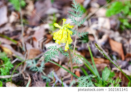 Brilliant yellow coyote mantis flower blooming in the field 102161141