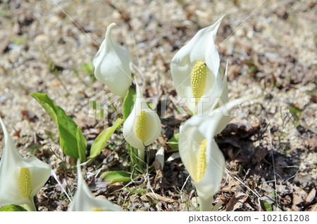 春天在六甲山盛開的臭鼬白菜 102161208
