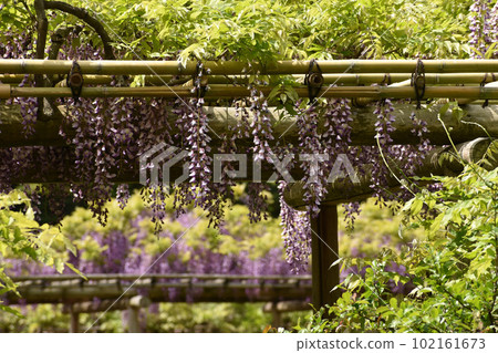 紫藤花在初夏的微風中搖曳 紫藤花在初夏的微風中搖曳 102161673