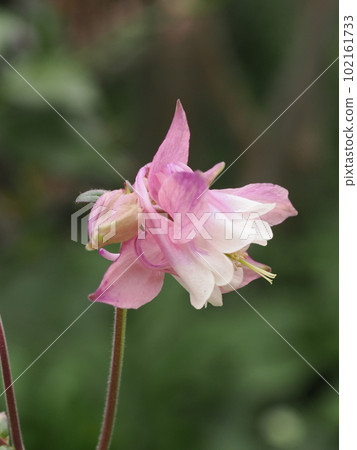 Aquilegia blooming in the garden Aquilegia blooming in the garden 102161733