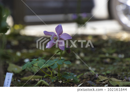 八甲田耬鬥麻(Hakkoda 苧麻) 八甲田耬鬥麻(Hakkoda 苧麻) 102161844