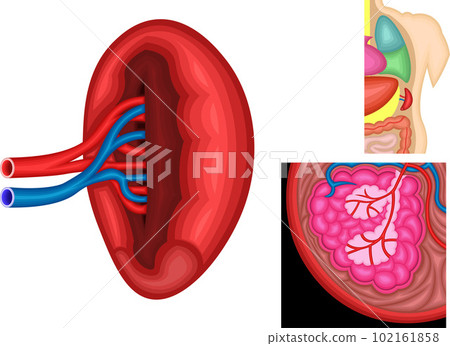 Spleen illustration Spleen illustration 102161858