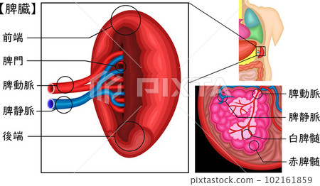 脾臟日本插圖 102161859