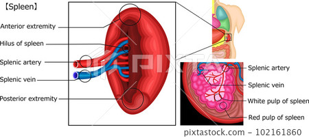 Spleen English illustration 102161860