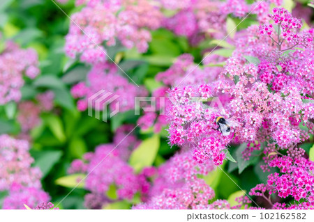 Spirea bush or spirea pattern with leaves close up. Billiard spirea blooms with pink small flowers. 102162582