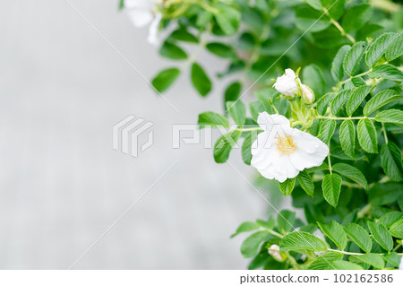 white jasmine flower close-up on the street. Blooming jasmine bush white jasmine flower close-up on the street. Blooming jasmine bush 102162586