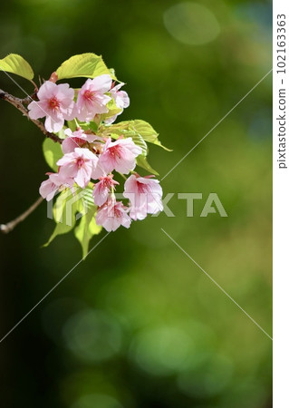 Cherry Blossom Cherry Blossom 102163363