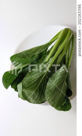 鮮綠色的小松菜 鮮綠色的小松菜 102163398