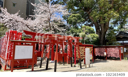 盛開的櫻花、一排紅色的鳥居,以及懸掛供牌匾的地方(愛知縣岡崎市菅尾神社) 盛開的櫻花、一排紅色的鳥居,以及懸掛供牌匾的地方(愛知縣岡崎市菅尾神社) 102163409