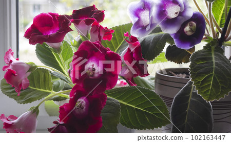 Fresh gloxinia plants with flowers in red, purple hues and green leaves on the windowsill Fresh gloxinia plants with flowers in red, purple hues and green leaves on the windowsill 102163447