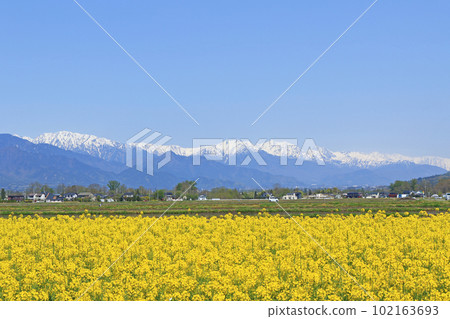 安曇野的春天：油菜花與北阿爾卑斯 102163693