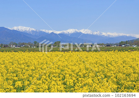 Spring in Azumino: Rape blossoms and the Northern Alps 102163694