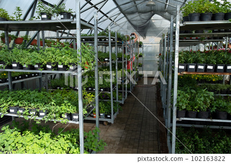 Plant Plant 102163822