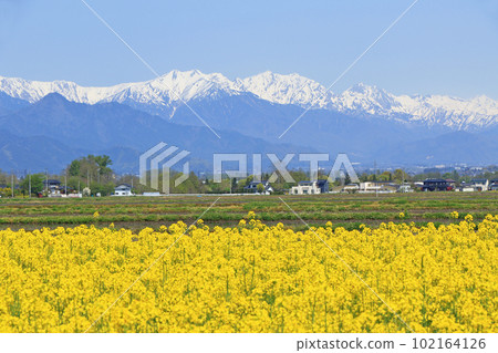 Spring in Azumino: Rape blossoms and the Northern Alps 102164126
