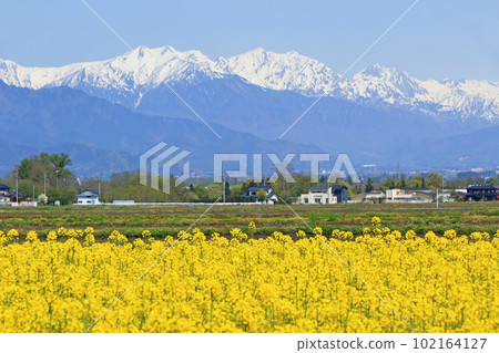 Spring in Azumino: Rape blossoms and the Northern Alps 102164127