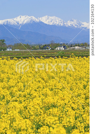 Spring in Azumino: Rape blossoms and the Northern Alps 102164130