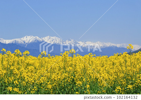 Spring in Azumino: Rape blossoms and the Northern Alps Spring in Azumino: Rape blossoms and the Northern Alps 102164132