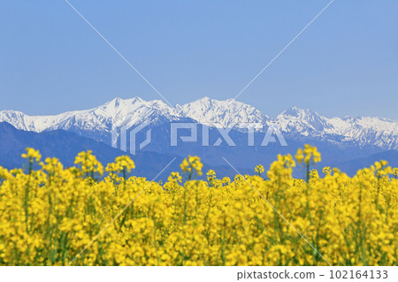 Spring in Azumino: Rape blossoms and the Northern Alps 102164133