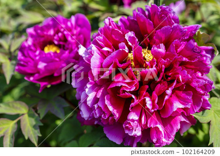 Kinjasui Shrine Gaien Peony Garden Flower in 初夏 盛開的牡丹 宮城縣岩沼市 102164209