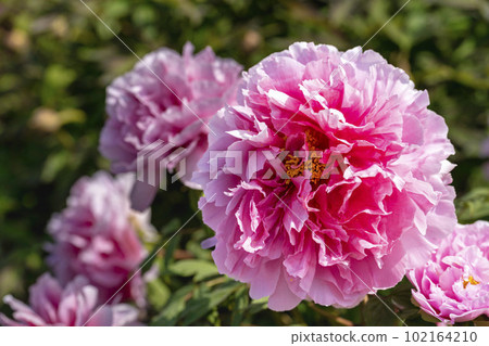 Kinjasui Shrine Gaien Peony Garden Flower in 初夏 盛開的牡丹 宮城縣岩沼市 102164210