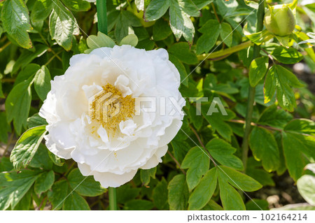 Kinjasui Shrine Gaien Peony Garden Flower in 初夏 盛開的牡丹 宮城縣岩沼市 102164214