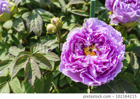 Kinjasui Shrine Gaien Peony Garden Flower in 初夏 盛開的牡丹 宮城縣岩沼市 102164215