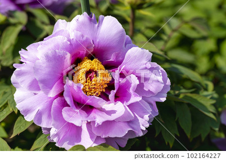 Kinjasui Shrine Gaien Peony Garden Flower Festival in early summer Peonies in full bloom Iwanuma City, Miyagi Prefecture Kinjasui Shrine Gaien Peony Garden Flower Festival in early summer Peonies in full bloom Iwanuma City, Miyagi Prefecture 102164227