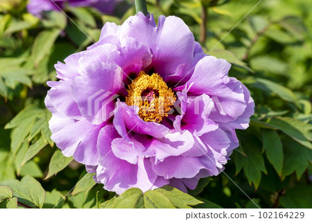 Kinjasui Shrine Gaien Peony Garden Flower Festival in early summer Peonies in full bloom Iwanuma City, Miyagi Prefecture Kinjasui Shrine Gaien Peony Garden Flower Festival in early summer Peonies in full bloom Iwanuma City, Miyagi Prefecture 102164229