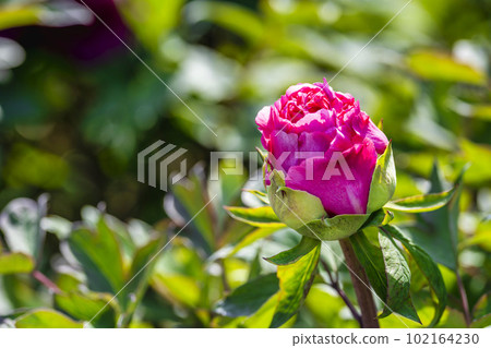 Kinjasui Shrine Gaien Peony Garden Flower Festival in early summer Peonies in full bloom Iwanuma City, Miyagi Prefecture Kinjasui Shrine Gaien Peony Garden Flower Festival in early summer Peonies in full bloom Iwanuma City, Miyagi Prefecture 102164230