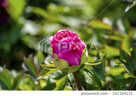 Kinjasui Shrine Gaien Peony Garden Flower Festival in early summer Peonies in full bloom Iwanuma City, Miyagi Prefecture Kinjasui Shrine Gaien Peony Garden Flower Festival in early summer Peonies in full bloom Iwanuma City, Miyagi Prefecture 102164231
