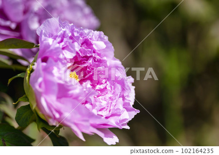 Kinjasui Shrine Gaien Peony Garden Flower in 初夏 盛開的牡丹 宮城縣岩沼市 102164235