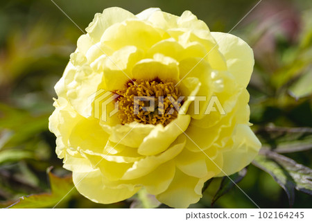 Kinjasui Shrine Gaien Peony Garden Flower in 初夏 盛開的牡丹 宮城縣岩沼市 102164245