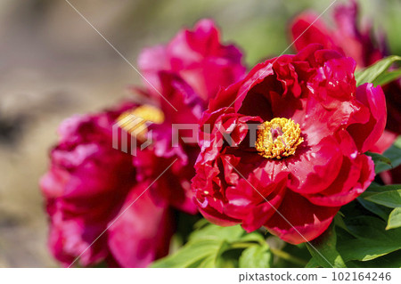 Kinjasui Shrine Gaien Peony Garden Flower in 初夏 盛開的牡丹 宮城縣岩沼市 102164246