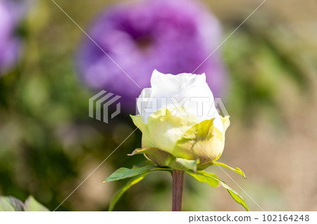 Kinjasui Shrine Gaien Peony Garden Flower in 初夏 盛開的牡丹 宮城縣岩沼市 102164248