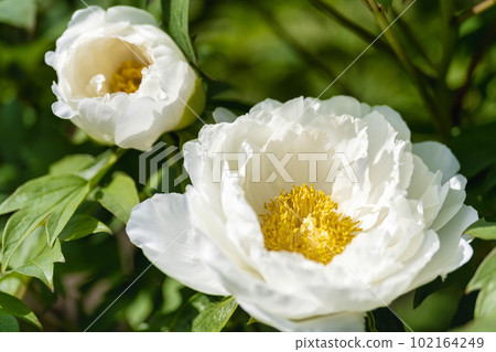 Kinjasui Shrine Gaien Peony Garden Flower in 初夏 盛開的牡丹 宮城縣岩沼市 102164249