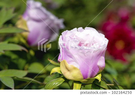 Kinjasui Shrine Gaien Peony Garden Flower in 初夏 盛開的牡丹 宮城縣岩沼市 102164250