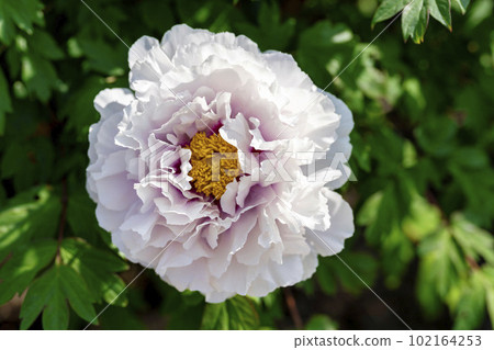 Kinjasui Shrine Gaien Peony Garden Flower in 初夏 盛開的牡丹 宮城縣岩沼市 102164253