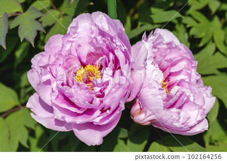 Kinjasui Shrine Gaien Peony Garden Flower Festival in early summer Peonies in full bloom Iwanuma City, Miyagi Prefecture Kinjasui Shrine Gaien Peony Garden Flower Festival in early summer Peonies in full bloom Iwanuma City, Miyagi Prefecture 102164256