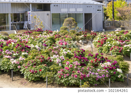 Kinjasui Shrine Gaien Peony Garden Flower Festival in early summer Peonies in full bloom Iwanuma City, Miyagi Prefecture Kinjasui Shrine Gaien Peony Garden Flower Festival in early summer Peonies in full bloom Iwanuma City, Miyagi Prefecture 102164261