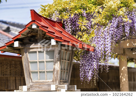 宮城縣岩沼市初夏的金雀水神社,九龍紫藤和燈籠 宮城縣岩沼市初夏的金雀水神社,九龍紫藤和燈籠 102164262