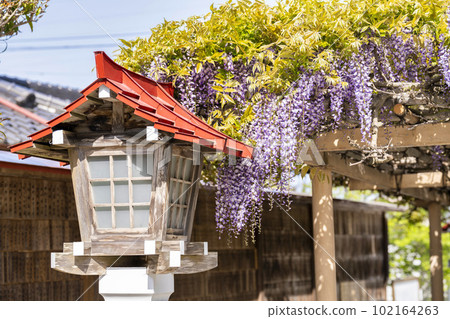 宮城縣岩沼市初夏的金雀水神社,九龍紫藤和燈籠 宮城縣岩沼市初夏的金雀水神社,九龍紫藤和燈籠 102164263